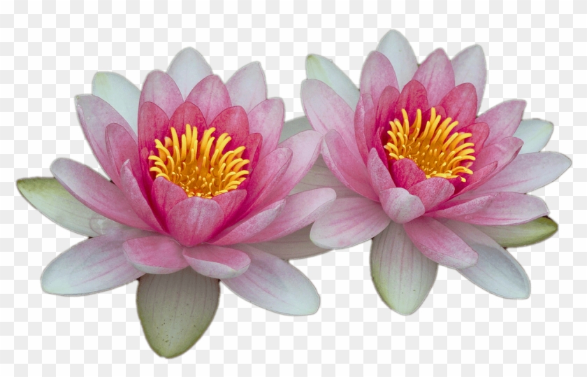 Water Lily Transparent Water Lily No Background Hd Png Download 1280x864 Pngfind