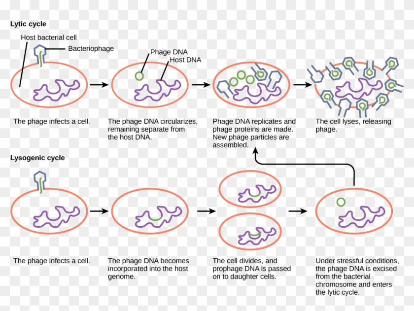 cc-by-does-bacteria-cause-disease-diagram-hd-png-download-1043x735