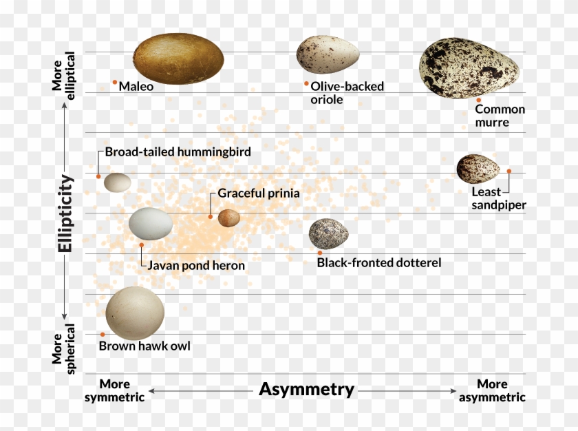 dinosaur egg size chart