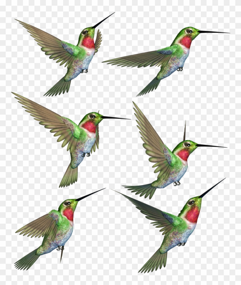Hummingbird Png Transparent Image - Hummingbird, Png Download - 768x914 ...
