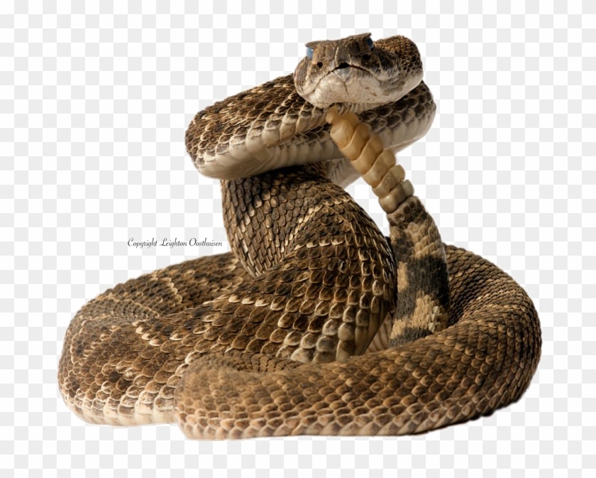 Diamondback Snake Png Pic - Coiled Snake, Transparent Png -  800x677(#2850817) - PngFind