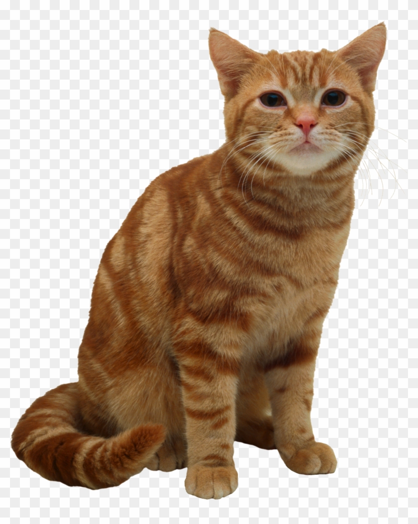 American Short Hair Cat, HD Png Download - 1940x2340(#2880544) - PngFind