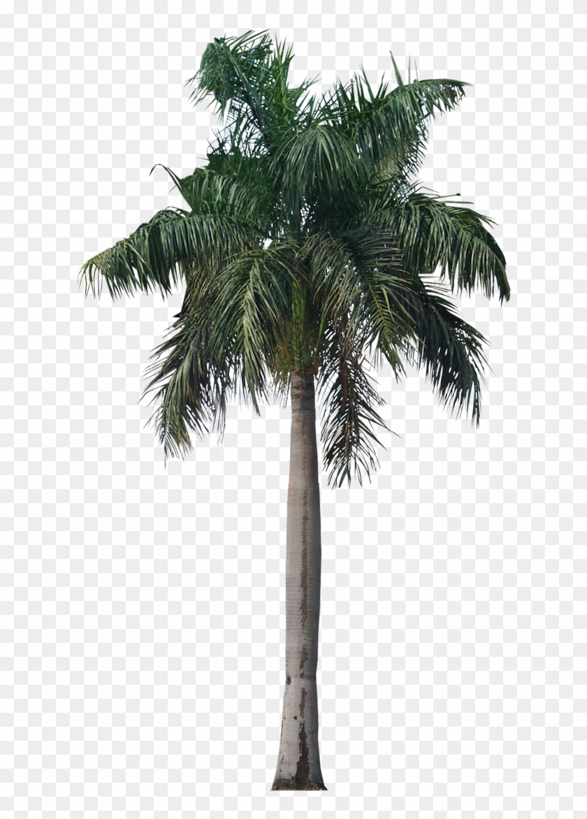 Free Icons Png - Royal Palm Tree Png, Transparent Png - 640x1093 ...