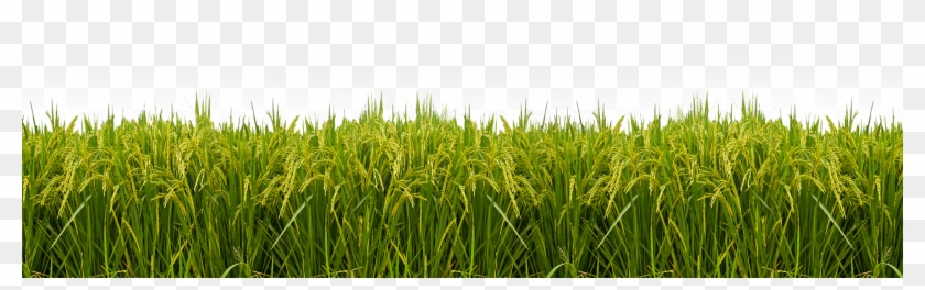 transparent paddy field png png download 1920x513 295909 pngfind transparent paddy field png png