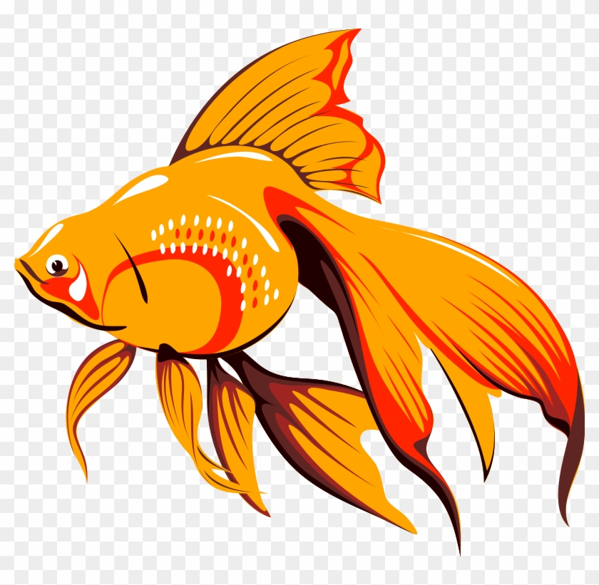 Goldfish Cartoon Png Transparent Png 778x7 Pngfind