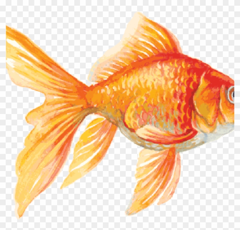 1024 X 1024 1 Goldfish Drawing Hd Png Download 1024x1024 296543 Pngfind