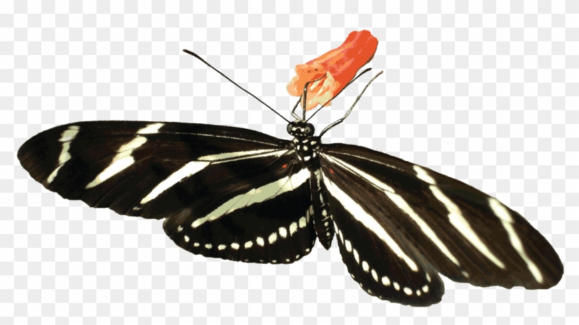 Download Svg Transparent Download Butterflies Clipart Zebra Zebra Longwing Transparent Background Hd Png Download 1835x945 2929230 Pngfind