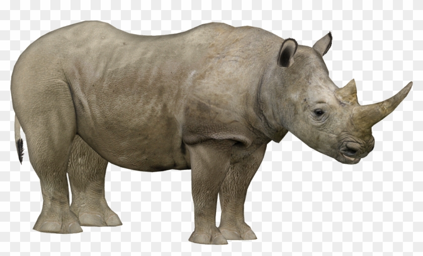 Northern White Rhinoceros - Zoo Tycoon 2 Rhino, HD Png Download