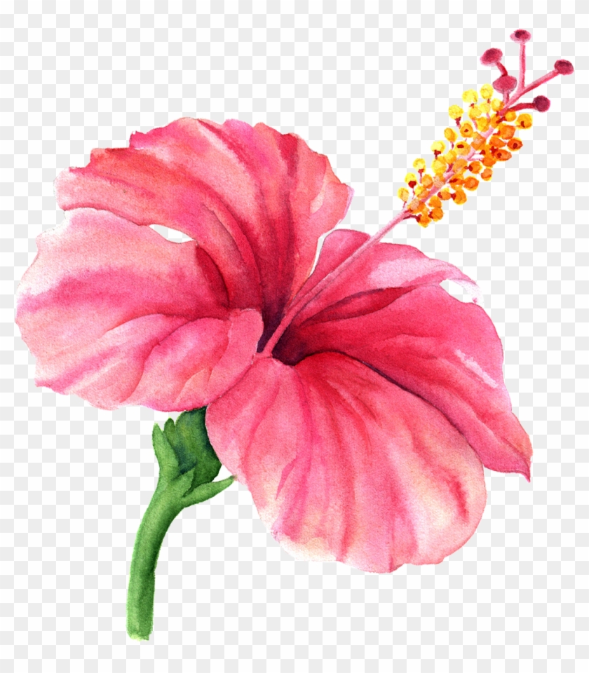 how to draw hibiscus flower #how to sketch hibiscus flower #dasavala huvina  chitra #DIY - YouTube