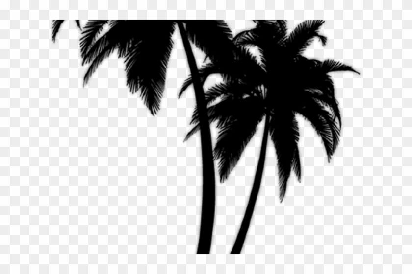 Black Palm Tree Images  Free Photos, PNG Stickers, Wallpapers &  Backgrounds - rawpixel