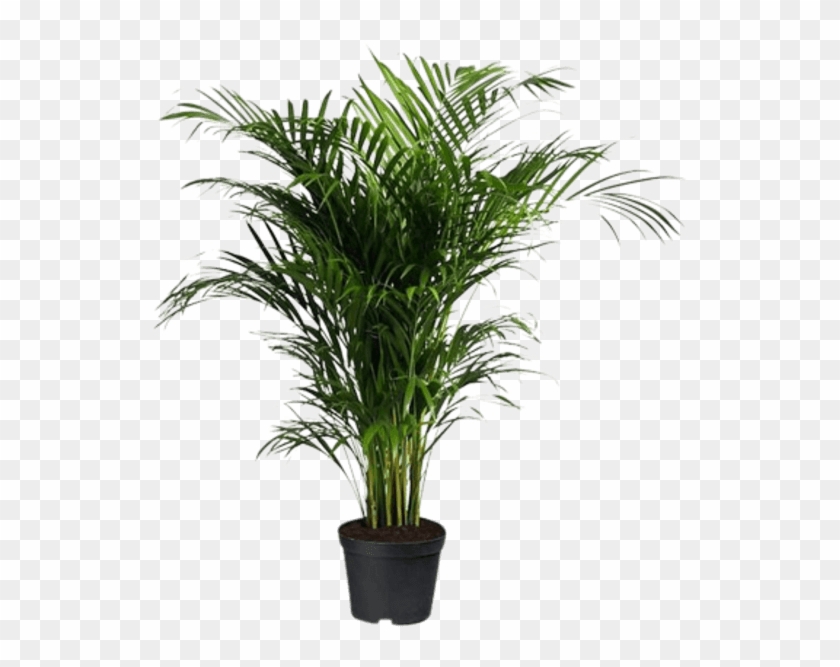 Indoor Palm Tree Areca Palm Png Transparent Png 600x600 2981297 Pngfind