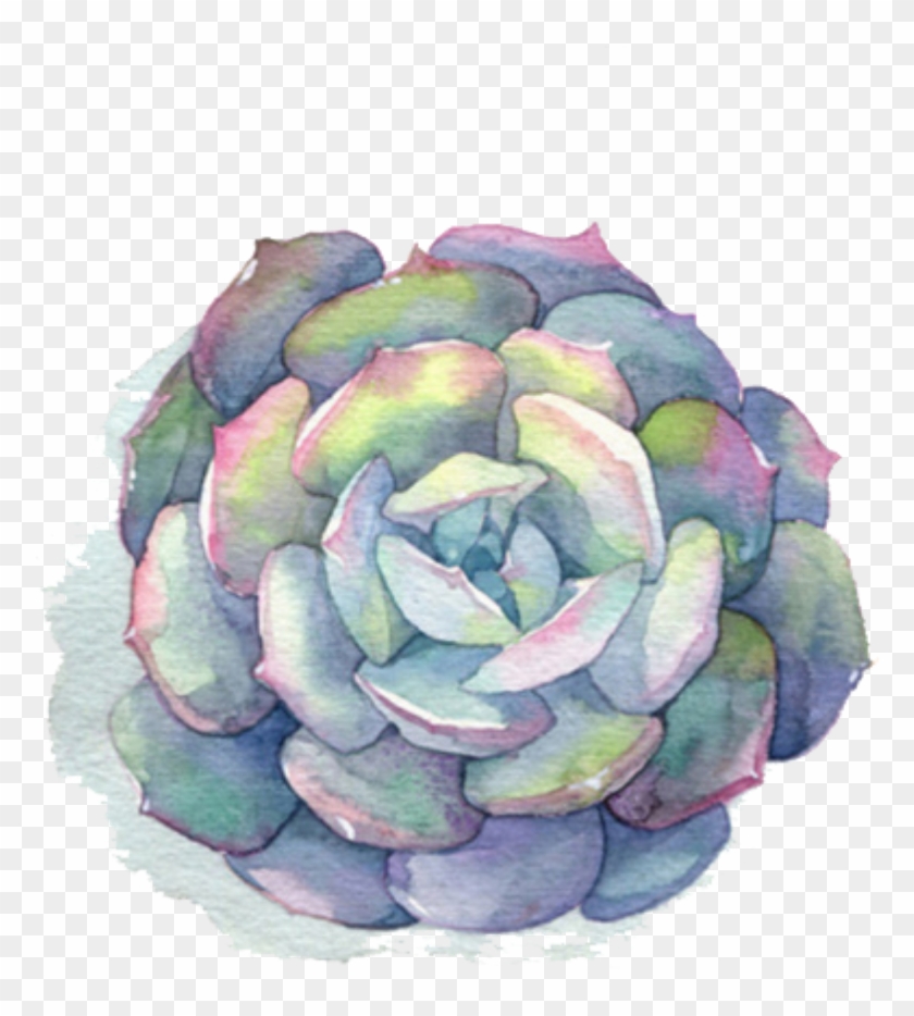 Download Ftestickers Watercolor Flower Succulent Painting Succulents Watercolor Hd Png Download 778x854 2989200 Pngfind