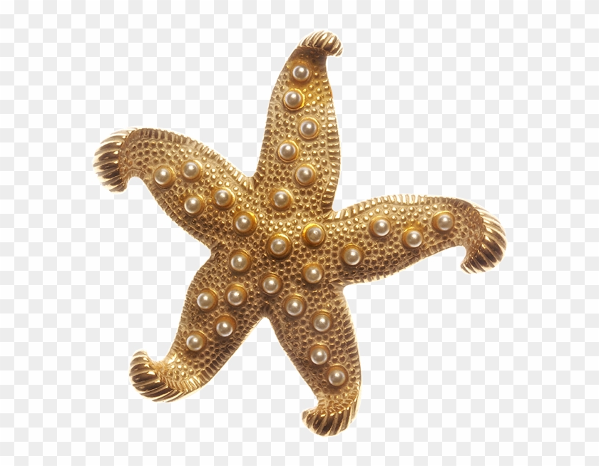 Banner Download Starfish Transparent Gold - Gold Starfish Png, Png ...