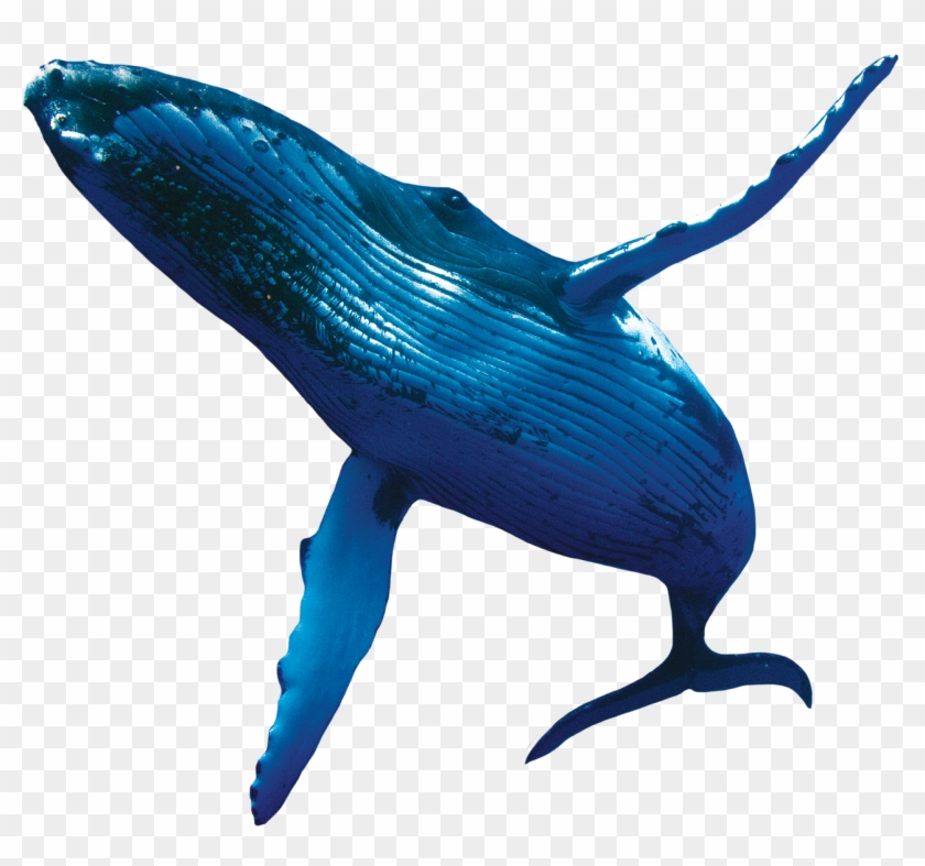 Download Whale Fish Png Transparent Images Transparent - Real Blue