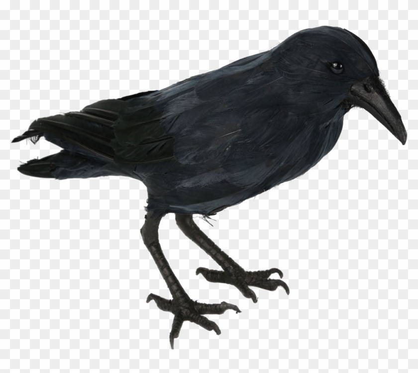 Realistic Crow Hd Png Download 2048x1698 2993361 Pngfind