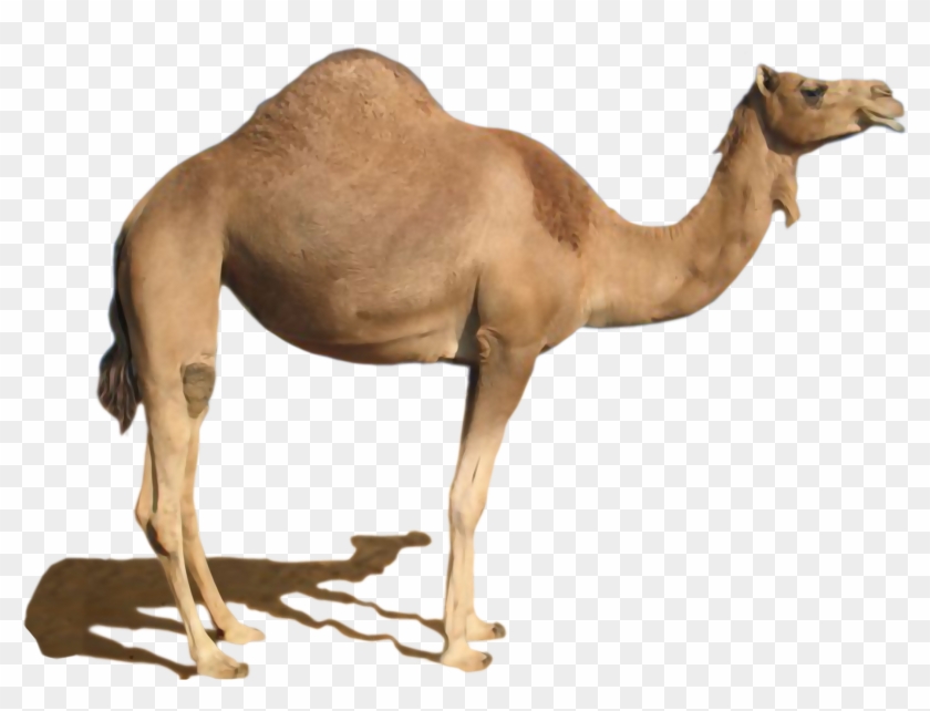 Camel Png - Dromedary Png, Transparent Png - 1860x1332(#32777) - PngFind