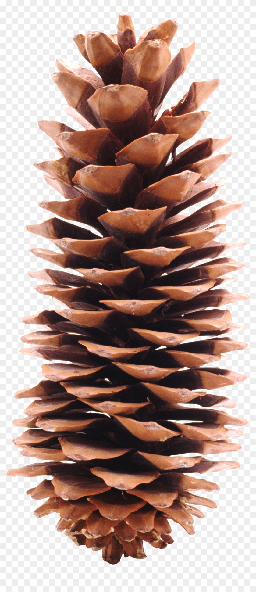 Pinecone Png, Transparent Png - 1327x3004(#38027) - PngFind