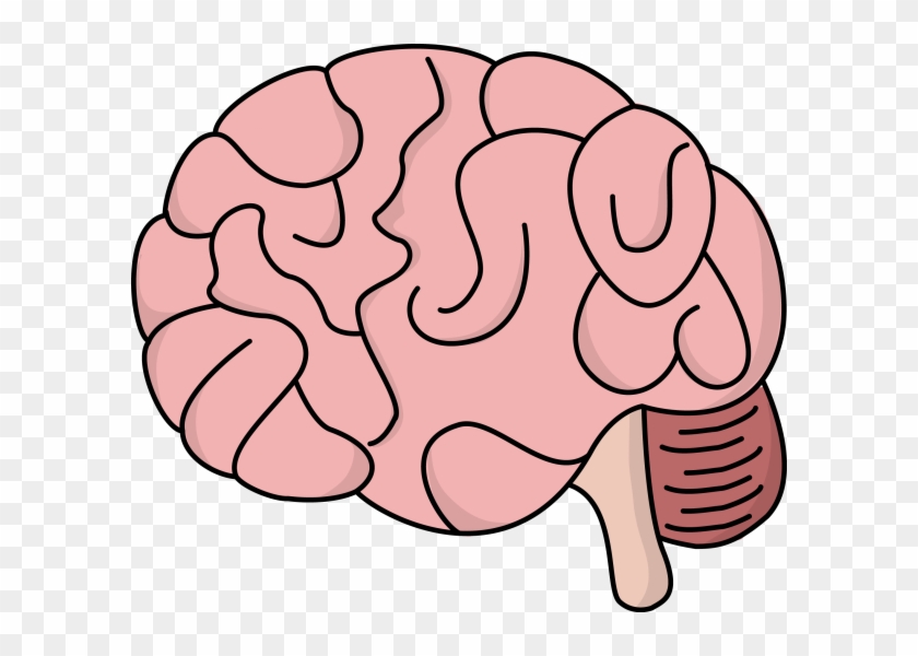 Brain Clipart, HD Png Download - 600x520(#39495) - PngFind