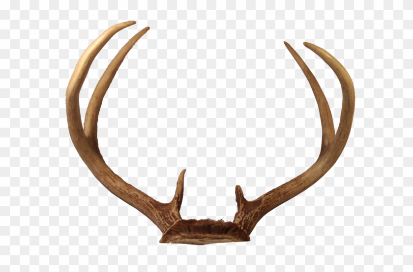deer horns png transparent png 800x600 302946 pngfind deer horns png transparent png