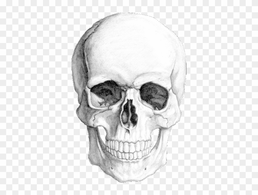 realistic human skull drawing