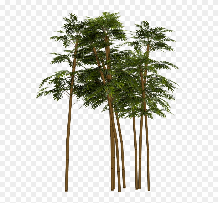 Desert Tree Png Transparent Png 960x720 3051699 Pngfind