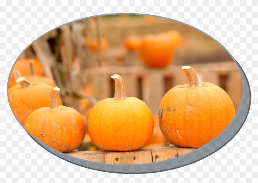 Pumpkin Festival At The Gateway Shopping Center On - No Halloween Sign