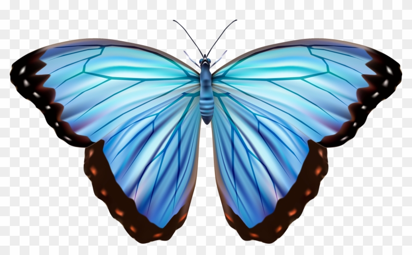 Download Awesomeclp40 - Blue Morpho Butterfly Vector, HD Png ...