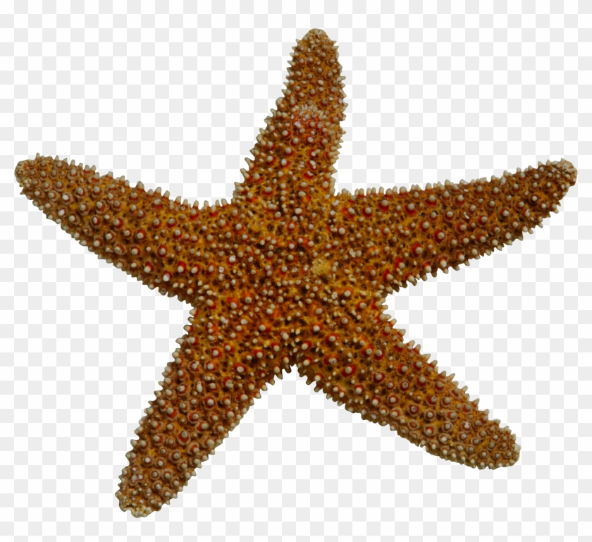 Realistic Clipart Starfish - Starfish, HD Png Download - 2335x2029 ...