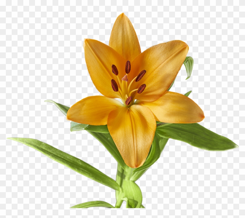 Lily Flower Yellow - Lirio Flor Amarillo, HD Png Download -  1280x1280(#3095881) - PngFind