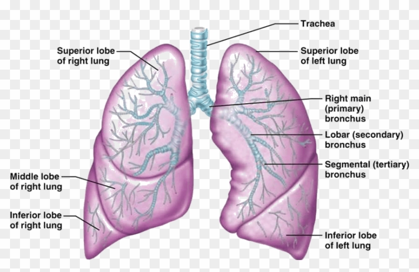 Image Showing Human Lungs - Human Lung, HD Png Download - 860x520 ...