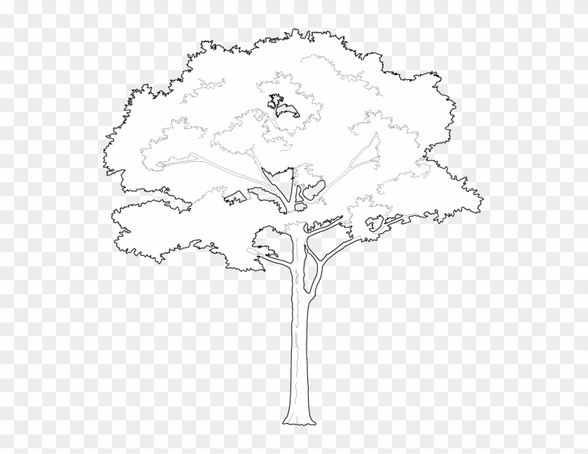 Free Tree Vectors White Tree Vector Png Transparent Png 545x568 Pngfind