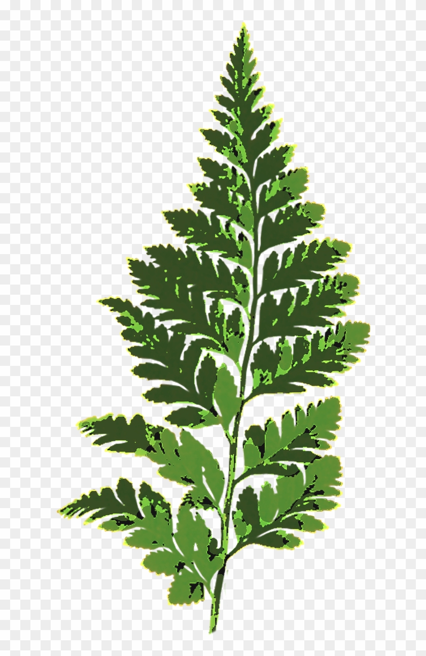 Fern Leaf Green Nature Plant Png Image Fern Leaf Clipart Transparent Background Png Download 624x1280 Pngfind