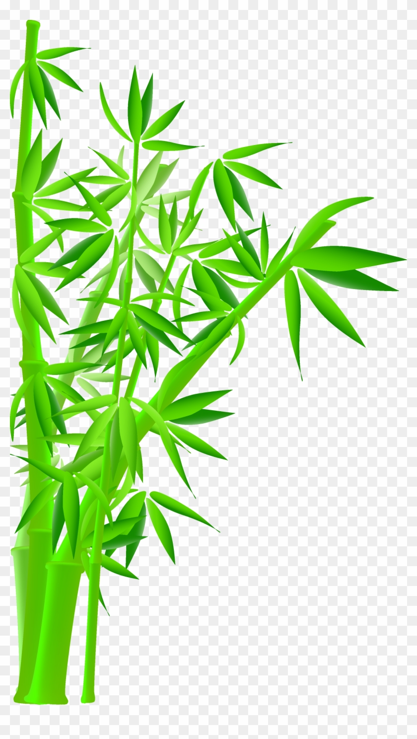 bamboo plant png