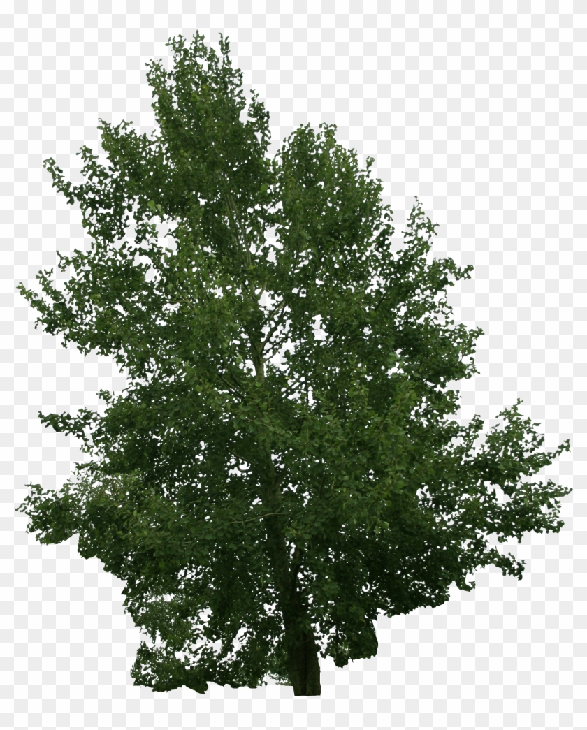 River Birch, HD Png Download - 2304x3456(#3262743) - PngFind