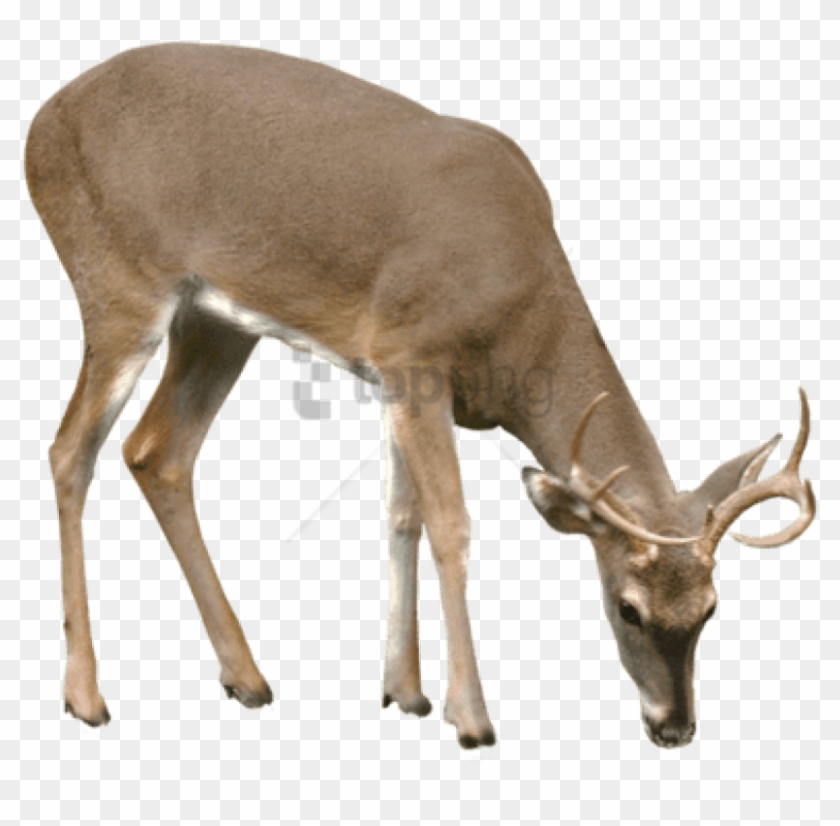 Free Png Deer Png Png Image With Transparent Background - Portable