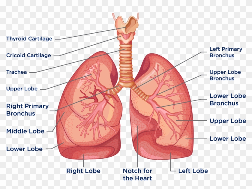 The Heart And Lungs Are Located In The Thorax Or Chest Heart And Lungs Hd Png Download