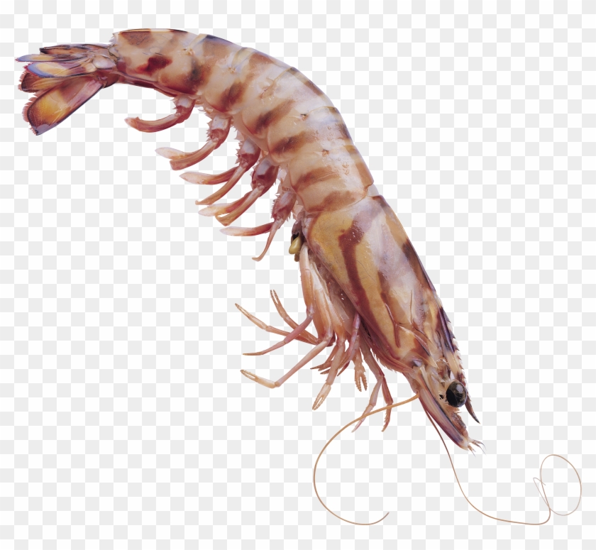 Shrimps Png - Photoshop Shrimp, Transparent Png - 4223x3697(#338328 ...