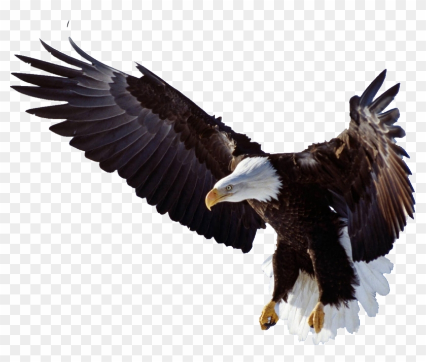 Bald Eagle, HD Png Download - 1127x903(#3304733) - PngFind