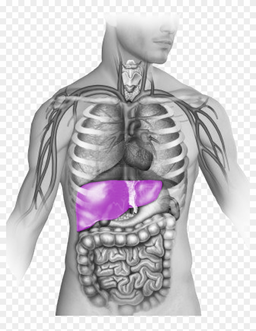 Pulmones Corazon Rinon Higado Human Body Heart Position