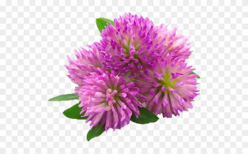 Previous Next Clover Flower Extract Hd Png Download 600x600 Pngfind