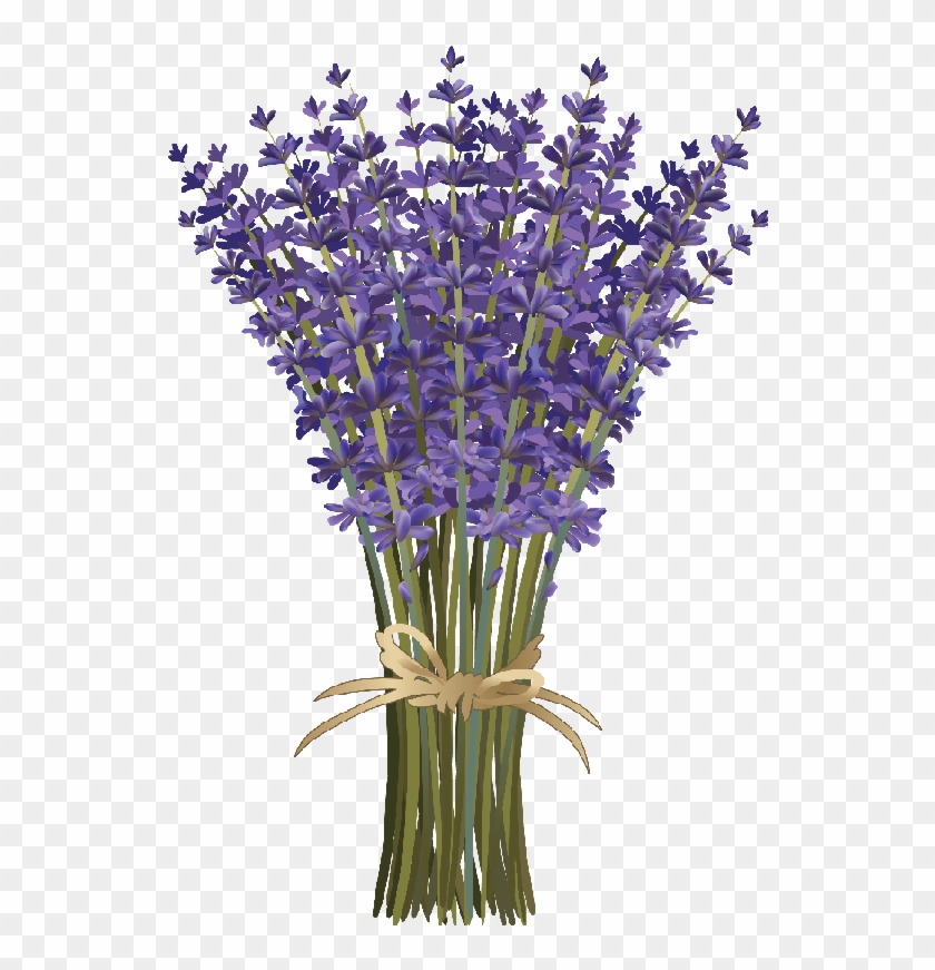 Lavender Clipart , Png Download - Lavender Flower Vectors, Transparent ...