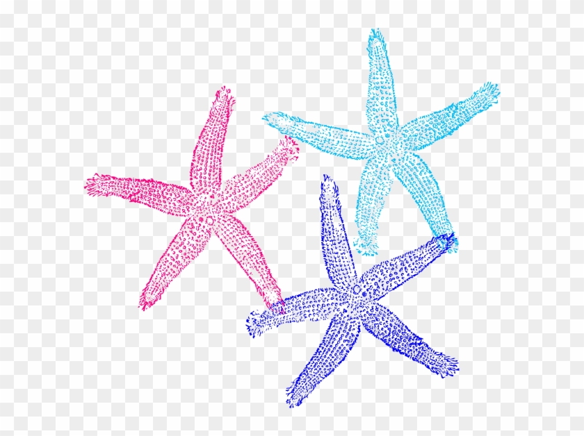 Download How To Set Use Triple Starfish Colors Svg Vector 2 Starfish Clip Art Hd Png Download 600x548 3335645 Pngfind