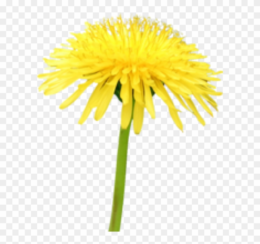 dandelion png free download yellow flower blue sky transparent png 600x707 3338094 pngfind yellow flower blue sky transparent png