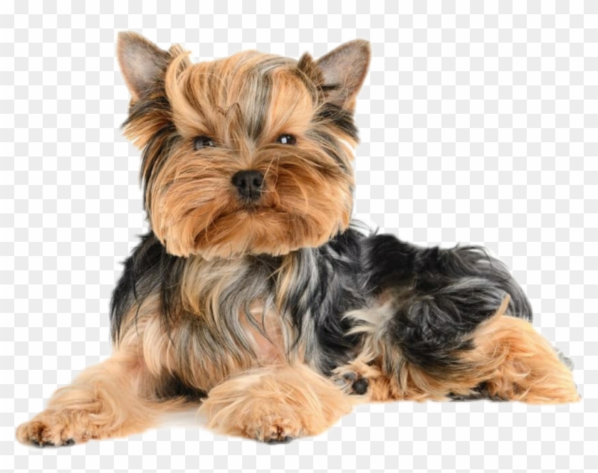 are terriers hypoallergenic