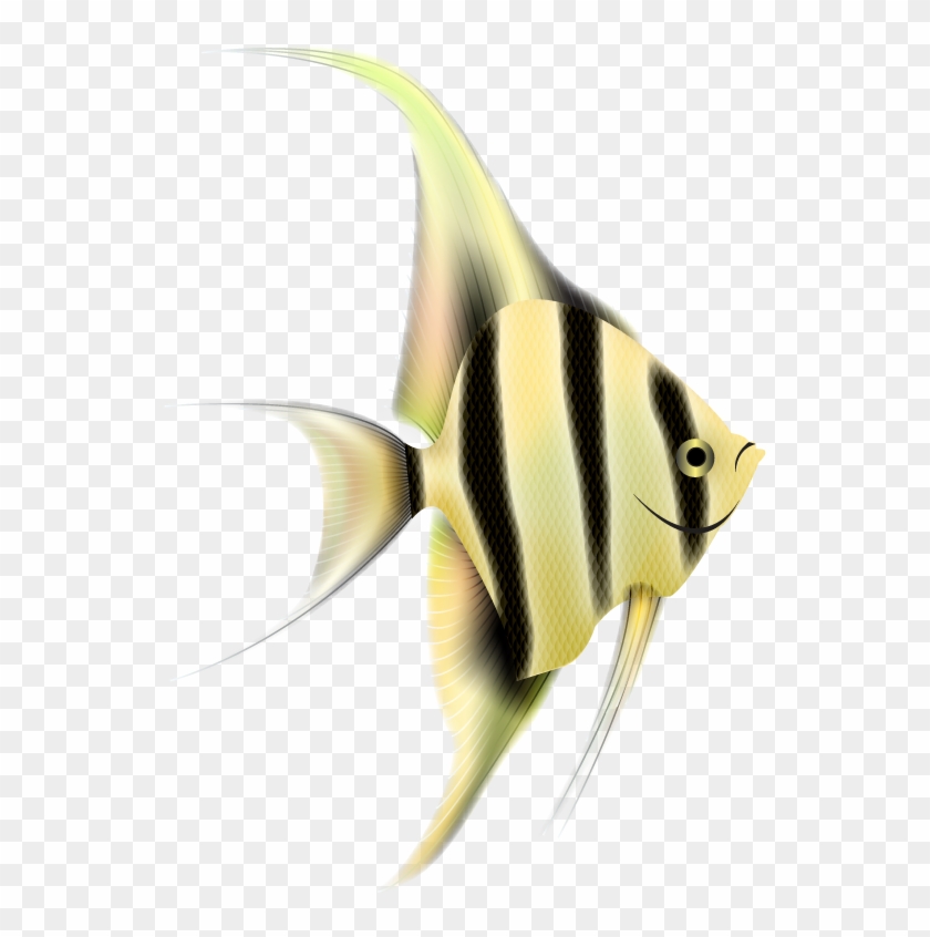 Download Angelfish Pomacentridae Hd Png Download 564x805 3352451 Pngfind
