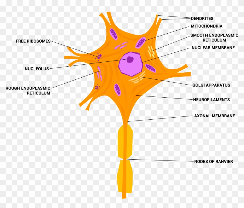 Neuron Or Nerve Cell - Labeled Neuron, HD Png Download - 3600x2907 ...