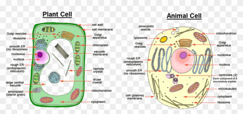 Image Showing Difference Between Animal Cell And Plant Animal And Plant Cell Easy Drawing Hd Png Download 957x405 3382652 Pngfind