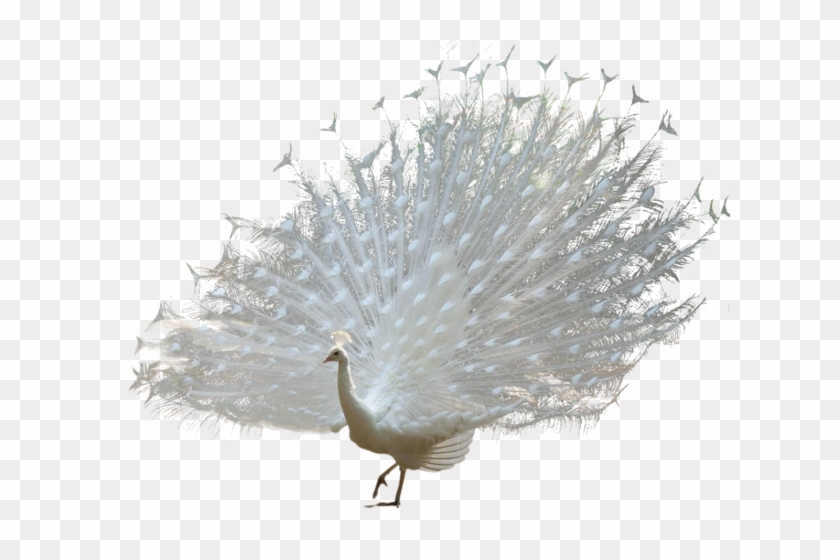 peacock hd png download 640x480 347637 pngfind peacock hd png download 640x480