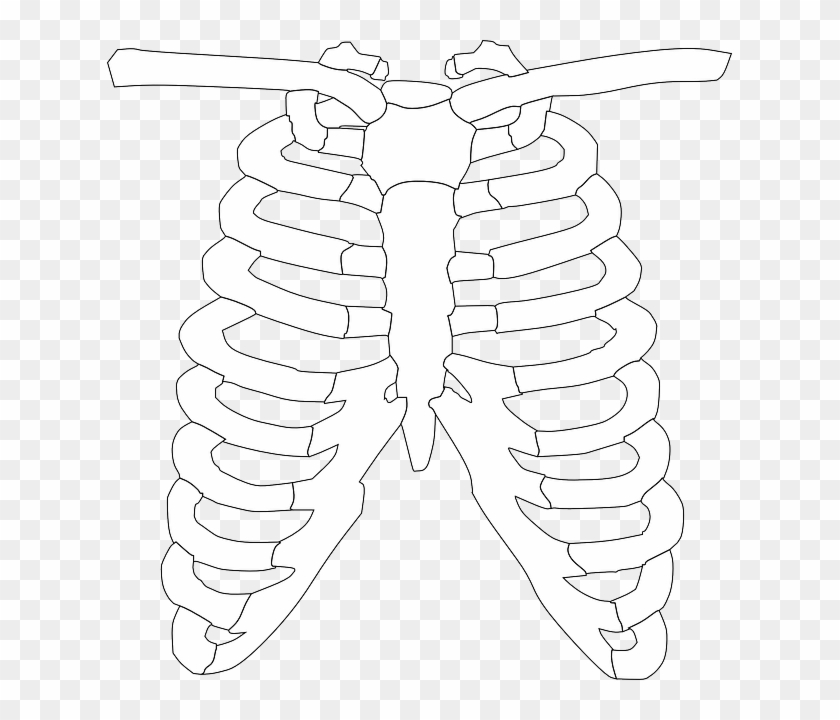 Skeleton Ribs Clip Art