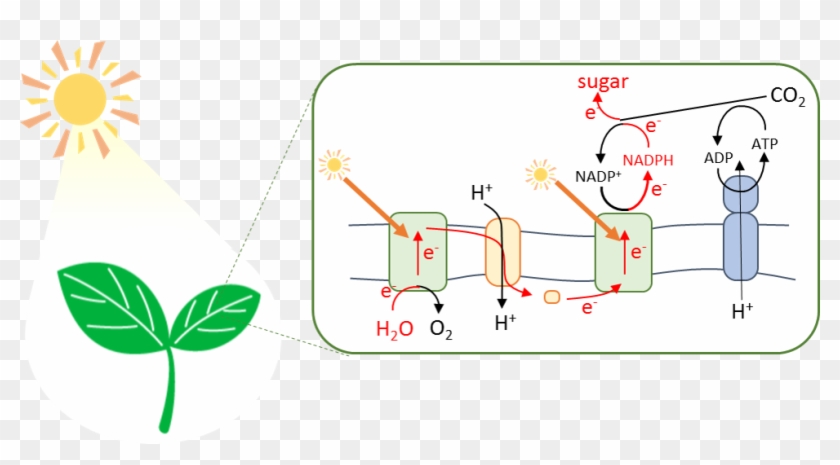 Using Natural Photosynthesis As The Ideal Model System Illustration Hd Png Download 980x496 Pngfind